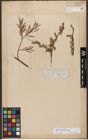 Foto von Salix wilhelmsiana M. Bieb.